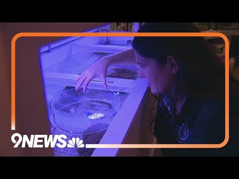 An inside look into how the Denver Zoo protects coral