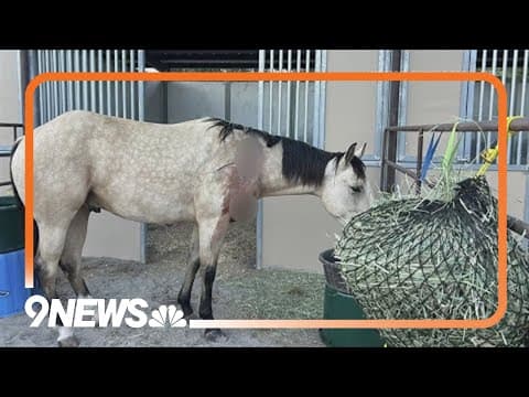 Montrose County seeks information after horse shooting incident