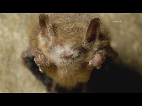 White-nose syndrome found in Boulder County bats