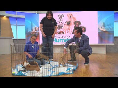 San Diego Humane Society hosts 38th annual Fur Ball | October 5