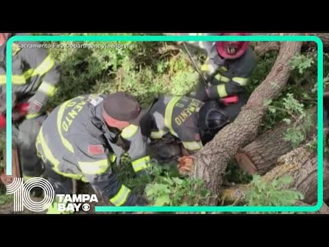 California firefighters rescue dog after tree collapses