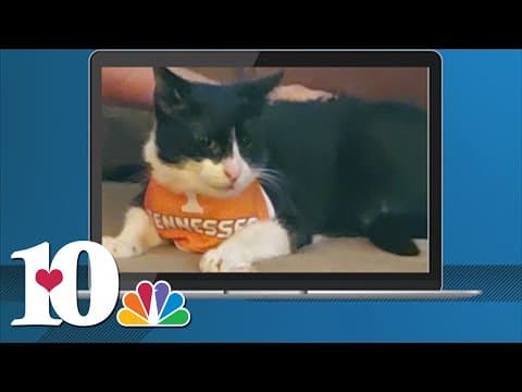 Cats ready to cheer for UT