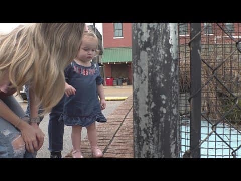 65-year-old alligator being moved from Ponchatoula viewing spot