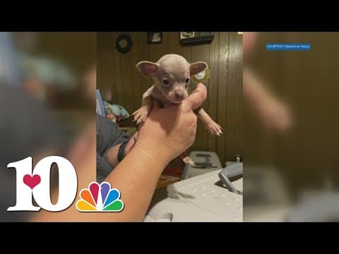 Applications for chihuahuas found in a storage unit available at Morristown Hamblen Humane Society