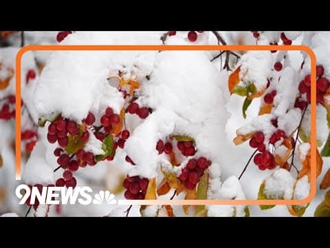 Spring snow weighs heavier on tree branches: How to protect your trees