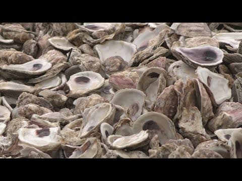 Here's how restaurants are helping restore habitats in Galveston Bay