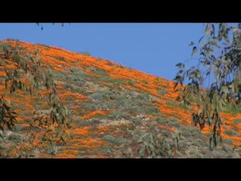 Golden poppy blooms in Lake Elsinore, city shuts down hiking trail
