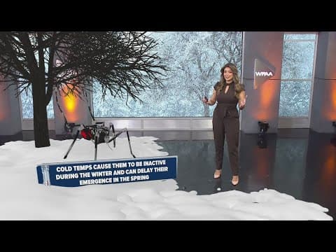 Does cold weather actually kill off mosquitoes? Let's explain