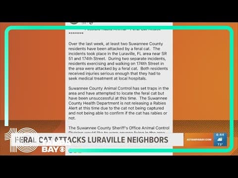 Florida deputies warn community of possible rabid cat attacking residents