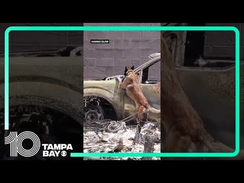 Search and rescue teams scour Maui after devastating wildfires