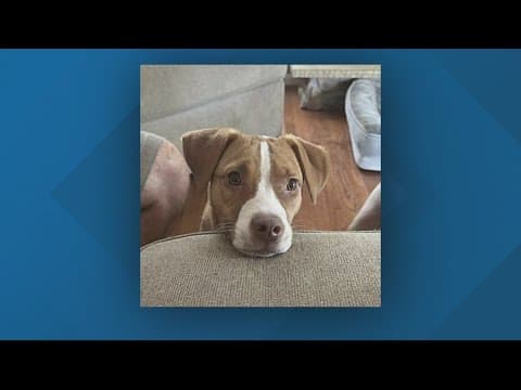 Rescuing responsibly: Ending the cycle of stolen dogs in the DMV