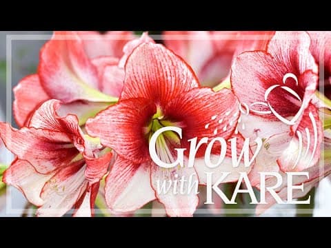 Grow with KARE: Caring for your amaryllis plant after bloom — or if it didn't bloom
