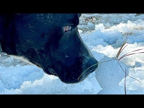 Lucky dogs get snow day at Houston-area rescue