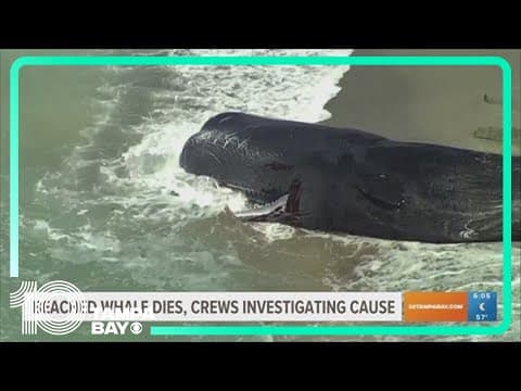 Crews to return dead beached sperm whale to water Tuesday in Venice, Florida