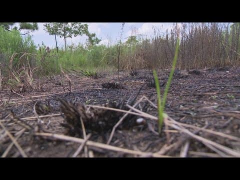 Man arrested, admitted to setting fires in Memorial Park, HFD says