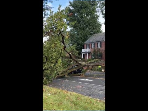 Large falling tree barely misses driver