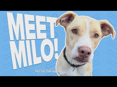 Pet Rescue of the Week: Milo
