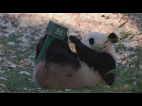 New Panda video shared by the National Zoo | The Nightcap