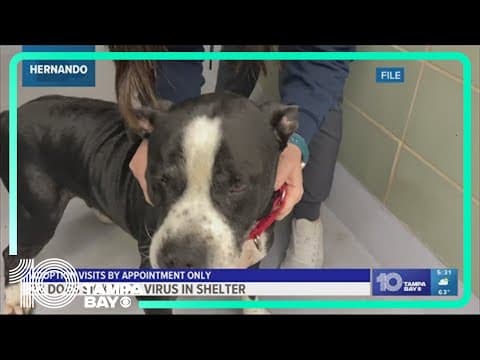 22 dogs sick with upper respiratory virus at Hernando Co. shelter