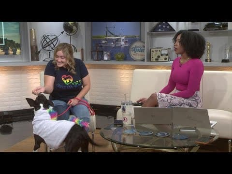 The Louisiana SPCA shares tips to celebrate Halloween with your pet