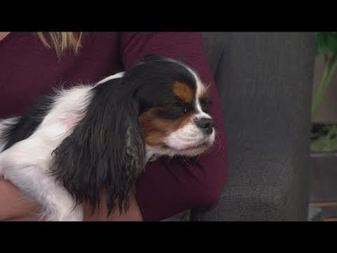 Secondhand Hounds hosting puppy snuggle event