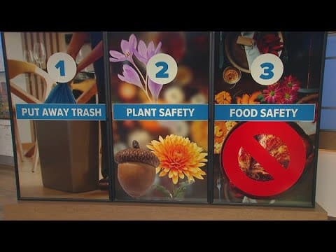 How to keep your pets safe this Thanksgiving