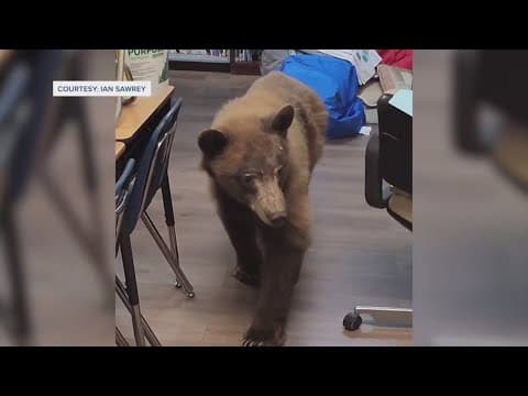 Bear in the classroom? California elementary school teacher gets furry surprise
