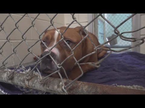 More than 100 animals rescued in an animal cruelty case in Hamblen County