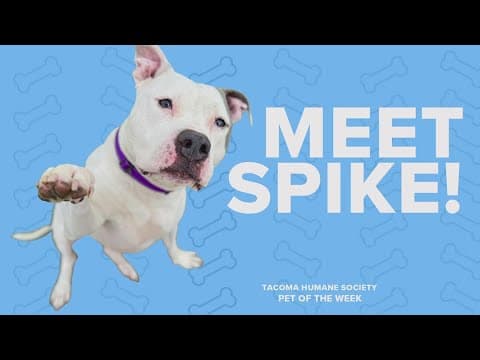 Pet Rescue of the Week: Spike