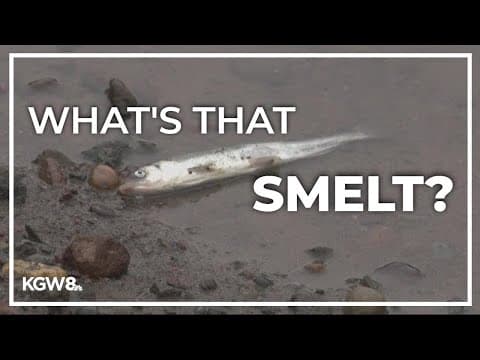 Hundreds of dead fish on Oregon's Sandy River no cause for concern, wildlife officials say