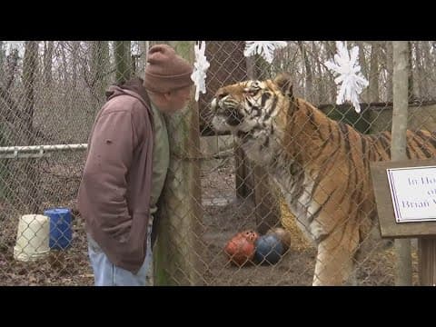 Big cat rescue center will accept your live Christmas trees