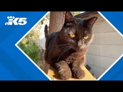 Pet owners may need to re-register their microchipped pets