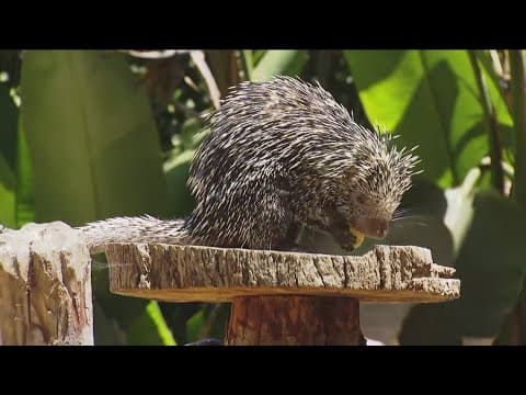 Zoo Day | Meet the cape porcupine and the prehensile-tailed porcupine