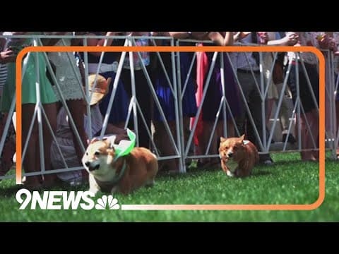 Mini Horses and Corgis race in Denver Mini Derby on Saturday