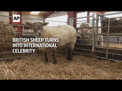 Britain's loneliest sheep Fiona becomes an international celebrity