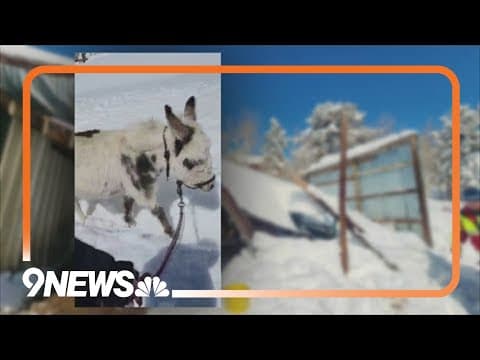 Donkeys rescued from collapsed barn after snowstorm