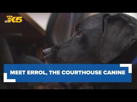 Meet the canine making a difference  in King County courtrooms