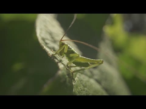 Texas are being invaded by crickets! Numbers are highest in August and September