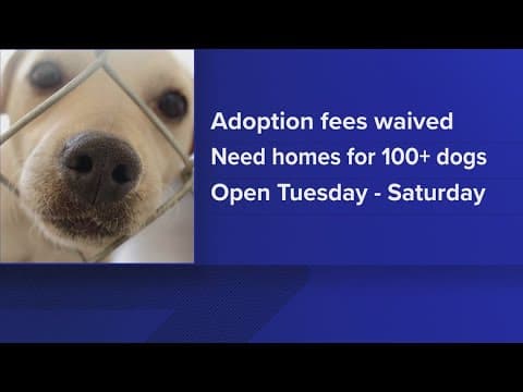 Pet adoption fees waived at Prince George’s County animal shelter as it reaches capacity