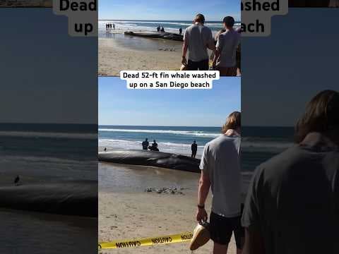 A dead 52-ft fin whale washed up on a San Diego beach #whale #sandiego #pacificbeach