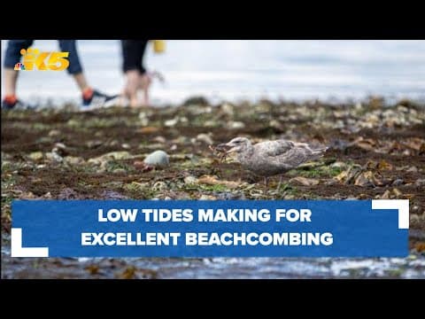 Low tides making for good beachcombing