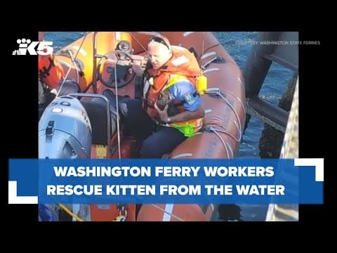 Ferry workers perform water rescue for kitten