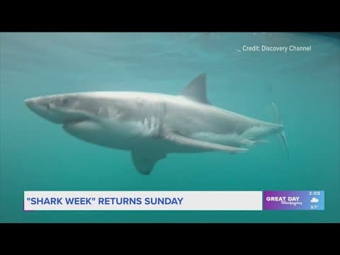 Shark Week returns with new "Belly of the Beast" episodes