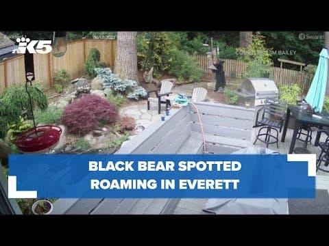 Black bear spotted roaming around Everett neighborhood