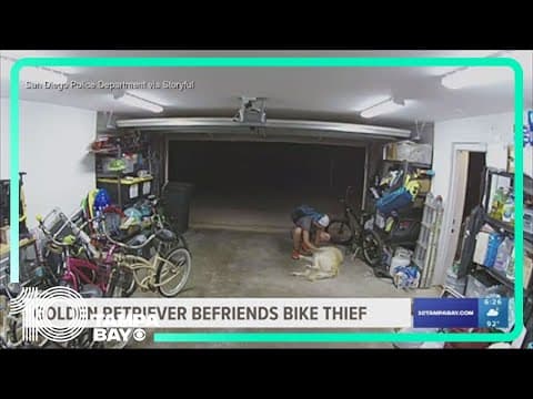 Golden retriever lies down for belly rubs from dog-loving bike thief