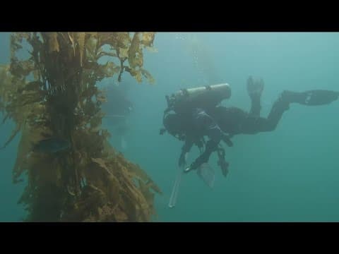 San Clemente's Wheeler Reef is thriving | Earth 8
