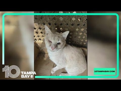 Polk County launches new animal cruelty investigation unit