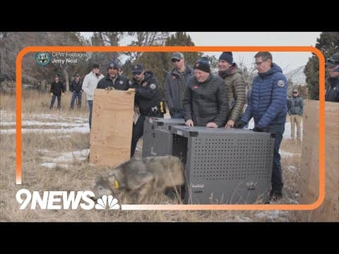 Colorado releases first 5 wolves in reintroduction plan
