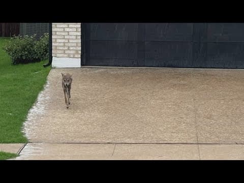 8-year-old girl attacked by coyote in North Texas: Latest updates