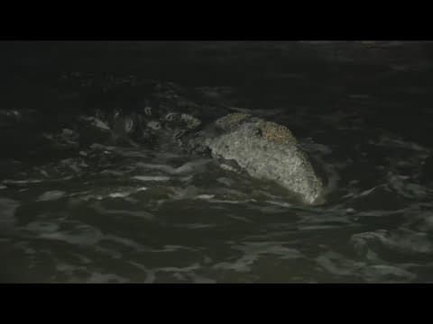 Young gray whale washes ashore in La Jolla
